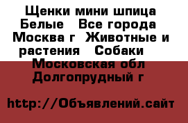 Щенки мини шпица Белые - Все города, Москва г. Животные и растения » Собаки   . Московская обл.,Долгопрудный г.